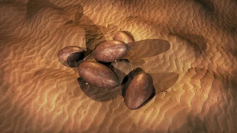 A cluster of dinosaur eggs buried in the sand dunes after extinction event Stock Footage