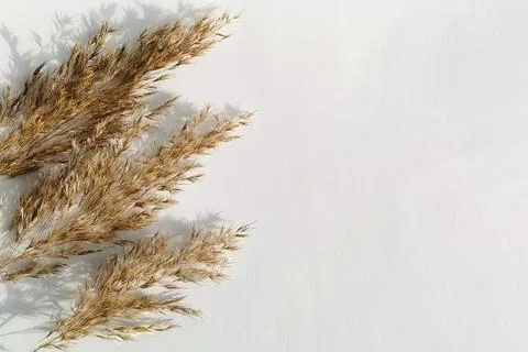 Cluster of dried grass stems arranged on the left side of white background Stock Photos
