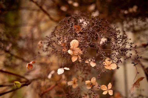 A cluster of dried hydrangea flowers. Stock Photos