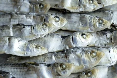 A cluster of dried sardines. Stock Photos