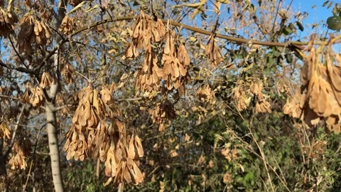A cluster of dry maple or ash seeds hanging from a tree branch during the aut Stock Footage 305389555