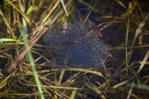 Cluster of early spring frog eggs developing in clear water Stock Photos