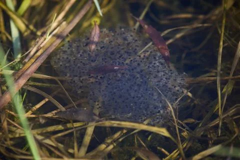 Cluster of early spring frog eggs developing in clear water Stock Photos