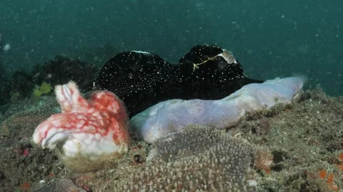 A cluster of elegant egg cowrie sea snails rests on a coral reef, their smooth Stock Footage 339147997