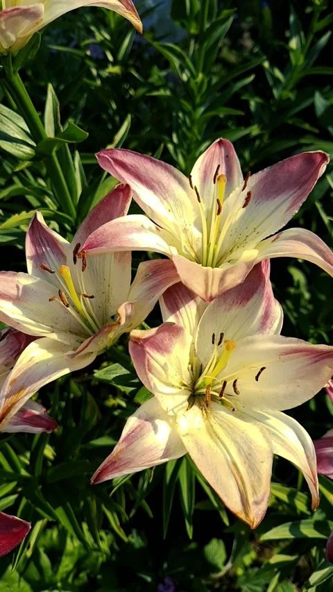 A cluster of elegant purple and white lilies shakes gently on a warm windy s Видео 337966276