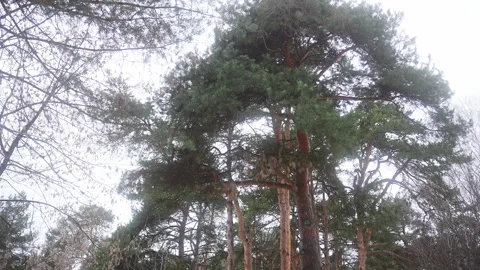 Cluster of evergreen pine trees in a forest landscape Vidéo 270483447