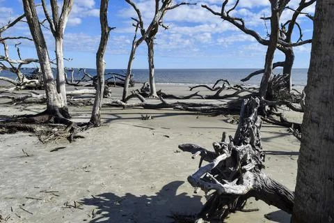 Cluster of fallen trees on the beach Stock Photos