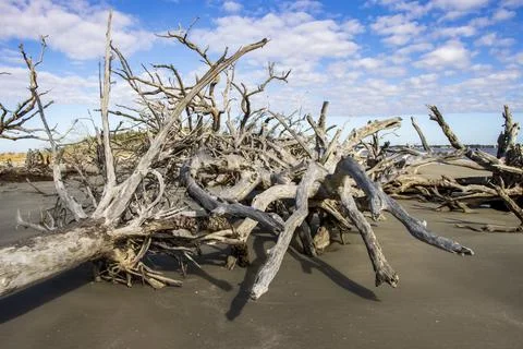 Cluster of fallen trees Stock Photos