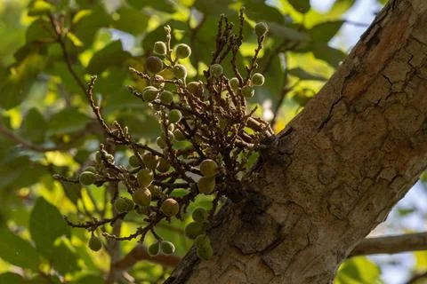 Cluster fig, Indian fig, Stock Photos
