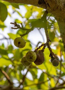 Cluster fig, Indian fig, Stock Photos