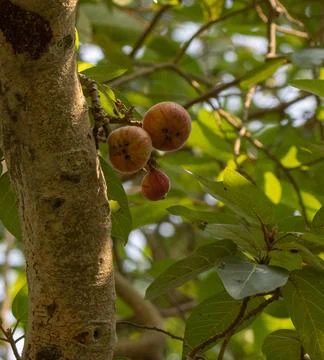 Cluster fig, Indian fig, Stock Photos