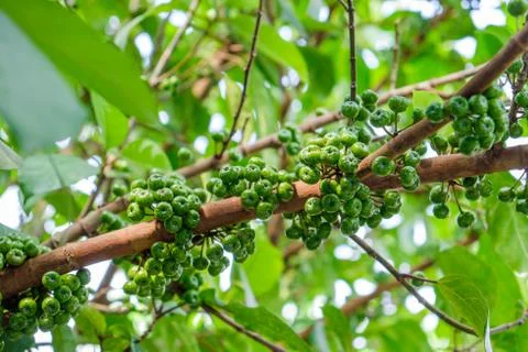 Cluster fig Stock Photos