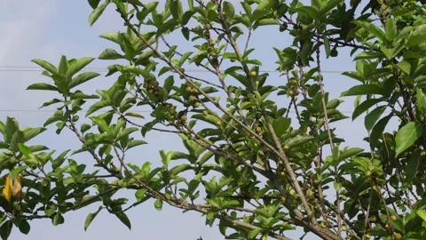 Cluster Fig Tree Branch Video stock 335216594