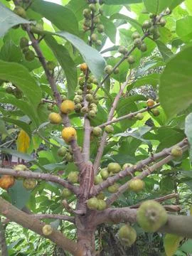 Cluster fig tree branches and fruits with leaves background Fotos de archivo