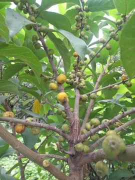 Cluster fig tree branches and fruits with leaves background Фото