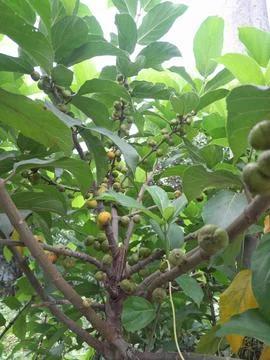 Cluster fig tree branches and fruits with leaves Фото