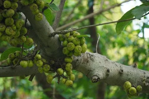 Cluster Fig tree, known for dense fig clusters Stock-Fotos