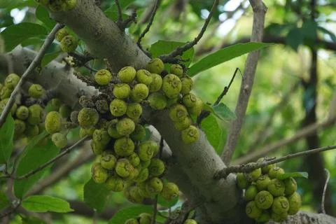 Cluster Fig tree, known for dense fig clusters Fotos Stock