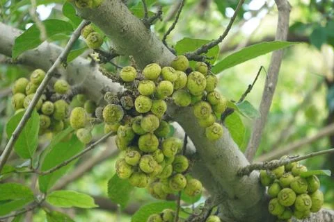 Cluster Fig tree, known for dense fig clusters Stock Photos