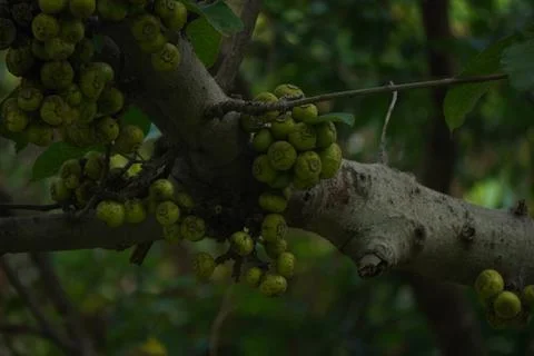 Cluster Fig tree, known for dense fig clusters Stock Photos