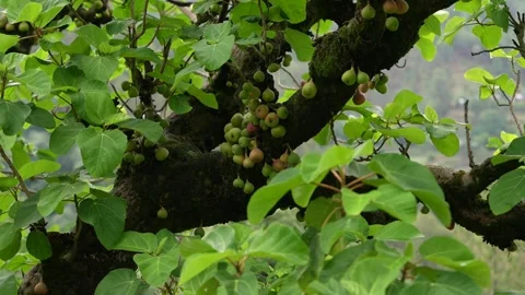 Cluster of Figs Growing on a Tree Branch in Natural Forest Environment Stock-Footage 310307054