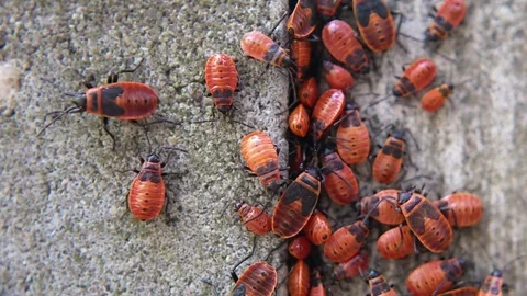 Cluster of firebugs in cracked concrete Vidéo 77697564