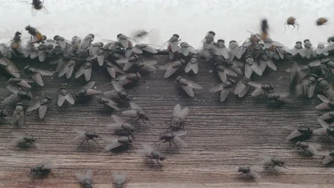 Cluster flies buzzing around an attic window - close up 01. 4K locked tripod Stock Footage 151471131