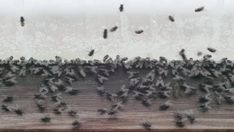 Cluster flies buzzing around an attic window - close up 02. 4K locked tripod Stock Footage 151473355