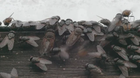 Cluster flies buzzing around an attic window - close up 04. 4K locked tripod Stock Footage 151477656