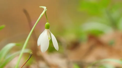 Cluster Of Flowering Common Snowdrop Or Galanthus Nivalis. Best-Known And Most Stock Footage 260278796