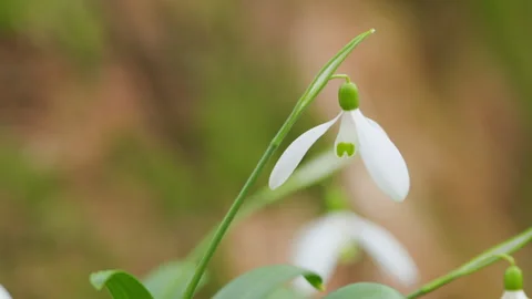 Cluster Of Flowering Common Snowdrop Or Galanthus Nivalis. Best-Known And Most Stock Footage 260336917