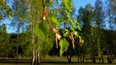 Cluster of Flowers Hanging From Tree Stock Footage 275550987