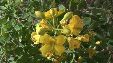 A Cluster of Flowers in the Wind Stock Footage 37820504