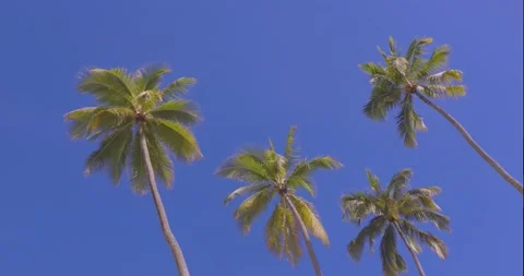 A cluster of four tall palm trees sway in the wind above Stock Footage 138894694