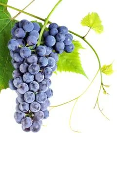 Cluster fresh grape Stock Photos
