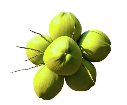 Cluster of fresh green coconuts isolated on white background Stock Photos