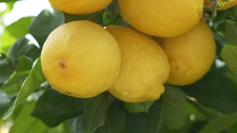 Cluster of fresh yellow lemons shows productivity and commercial farming. Citrus Stock-Footage 332873598