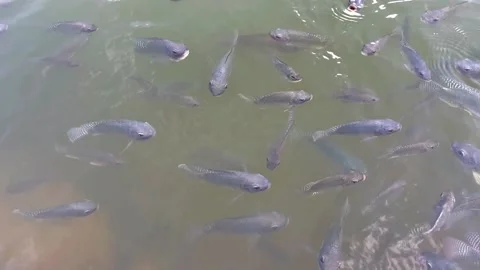 A cluster of freshwater fish near the surface of a natural body of water Stock Footage 339288734