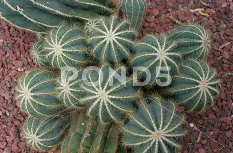 Cluster of golden barrel or mother-in-law cushion cacti close up Stock Photos
