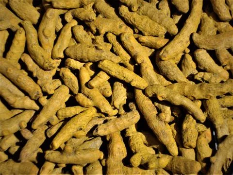 Cluster of golden yellow bright solid turmeric, India Fotos Stock