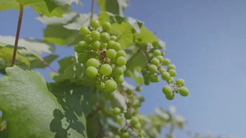 Cluster of grape berries ripen on grape shrub with green leaves Stock Footage 248077486