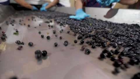 Cluster-off grapes and hand-selected process of grape branches separation Stock Footage 242522693
