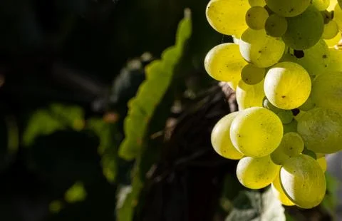 Cluster of grapes up close. Stock Photos