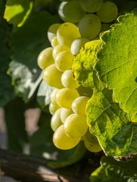 Cluster of grapes up close. Stock Photos