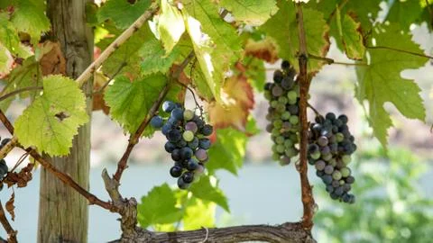 Cluster of grapes up close. Stock Photos