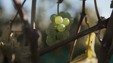 Cluster of grapes Vídeo Stock 34283158