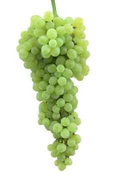Cluster  of grapes Stock Photos