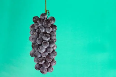 The  cluster of grapes Stock Photos