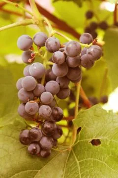 Cluster of a grapes Stock Photos