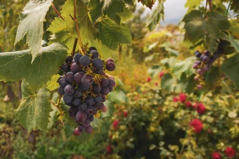 A cluster of grapes Stock Photos